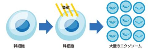 ヒト脂肪由来間葉系細胞エクソソーム