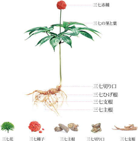 無農薬 有機栽培 三七人参