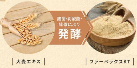 ファーベックスKT