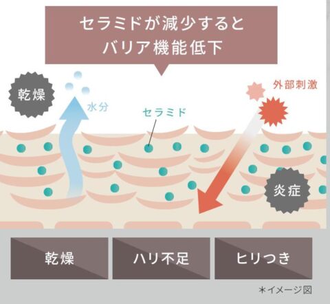 セラミド