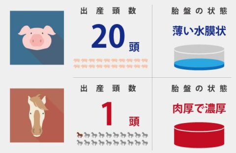 北海道産 サラブレッド 馬プラセンタ