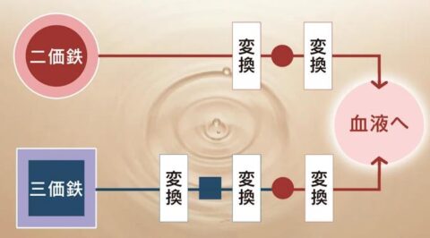 二価鉄