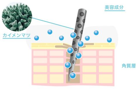 海綿 マイクロニードル