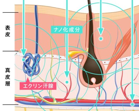 有効成分 ナノ化