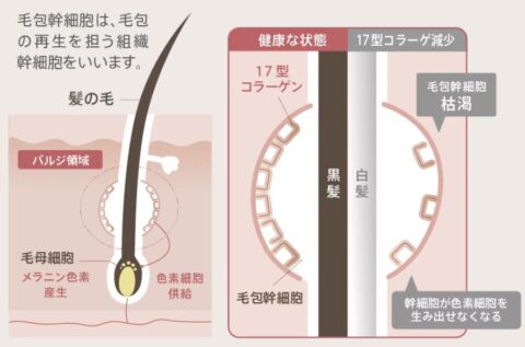 サポート成分