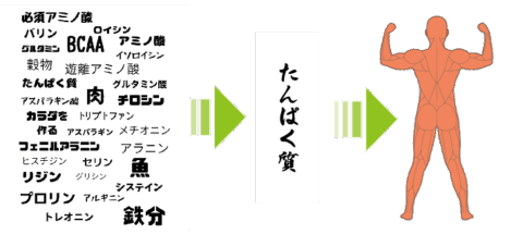 L-ドーパ レボドパ