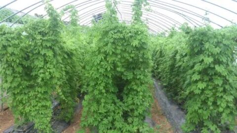 平戸のつる草