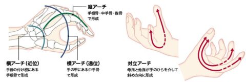 手 アーチ構造