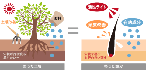 テロメア理論 telomere 発毛 育毛